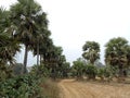 Borassus flabellifer Asian palmyra palm Plants in jungle village route